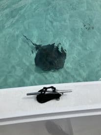 A close-up view of a stingray swimming in clear turquoise waters, showcasing the beauty of marine wildlife encounters.