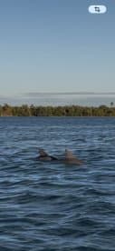 A pair of dolphins swim gracefully in the water, showcasing the beauty of marine wildlife in their natural habitat.