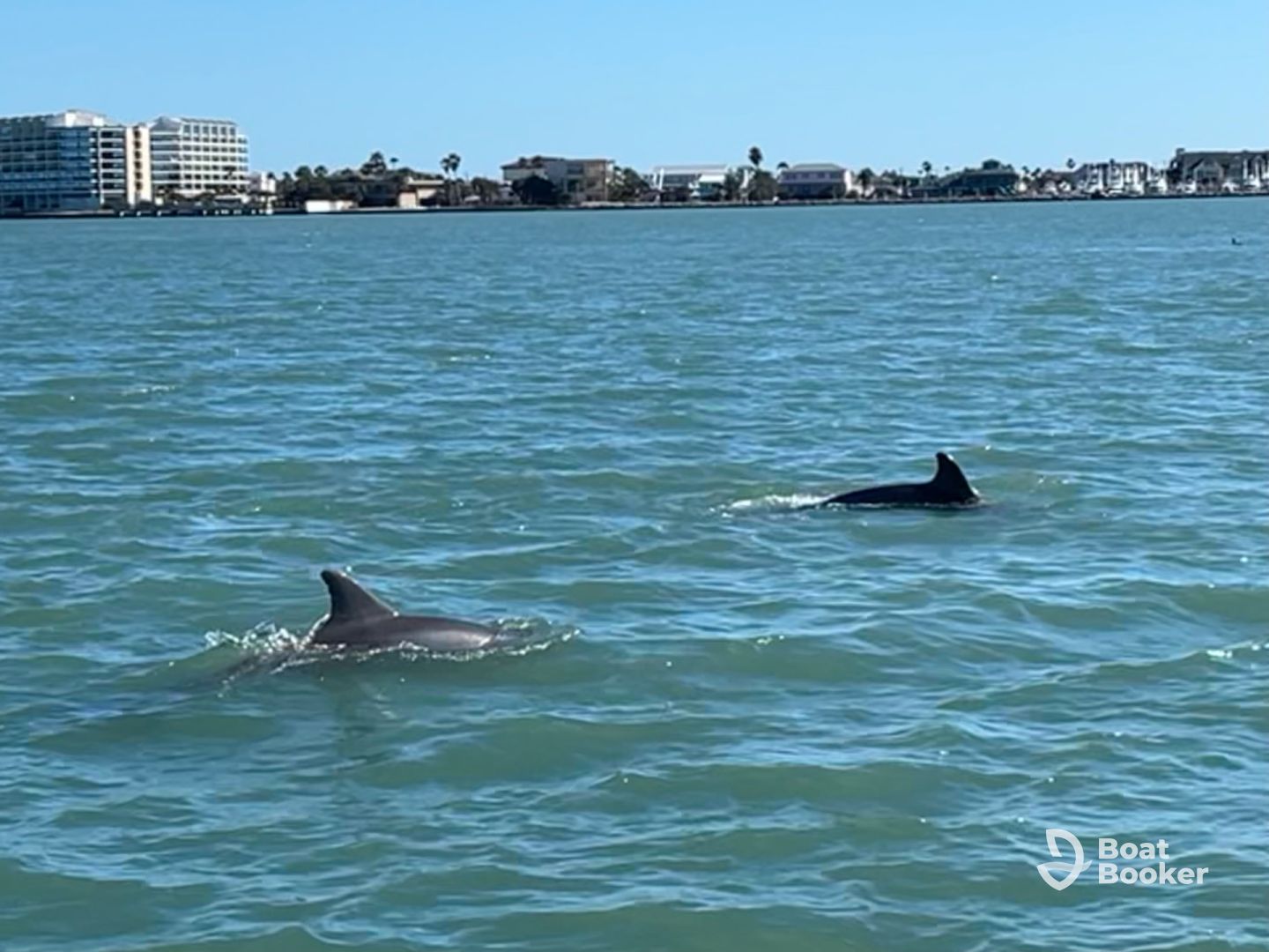 dolphins galore