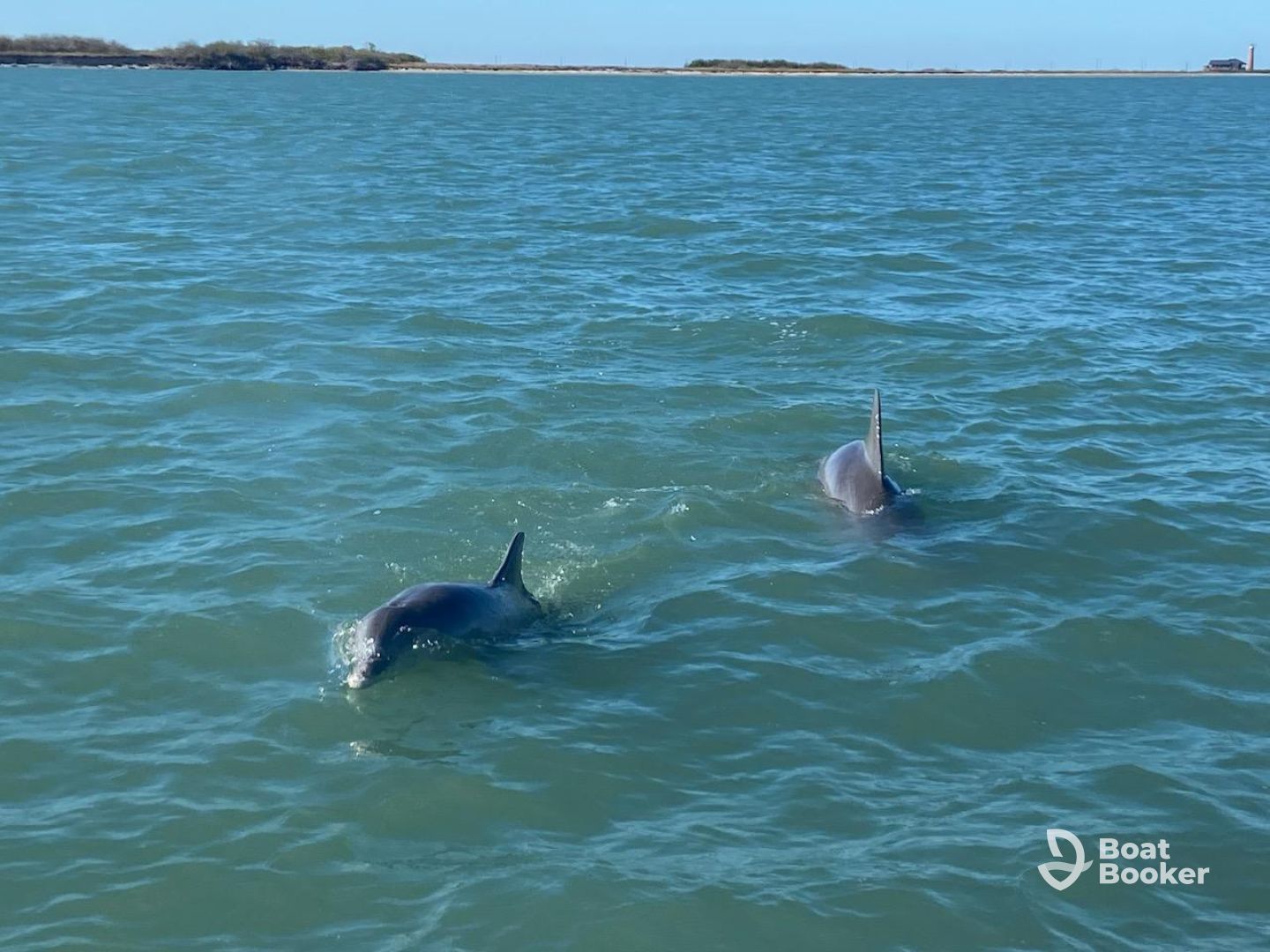 dolphins galore