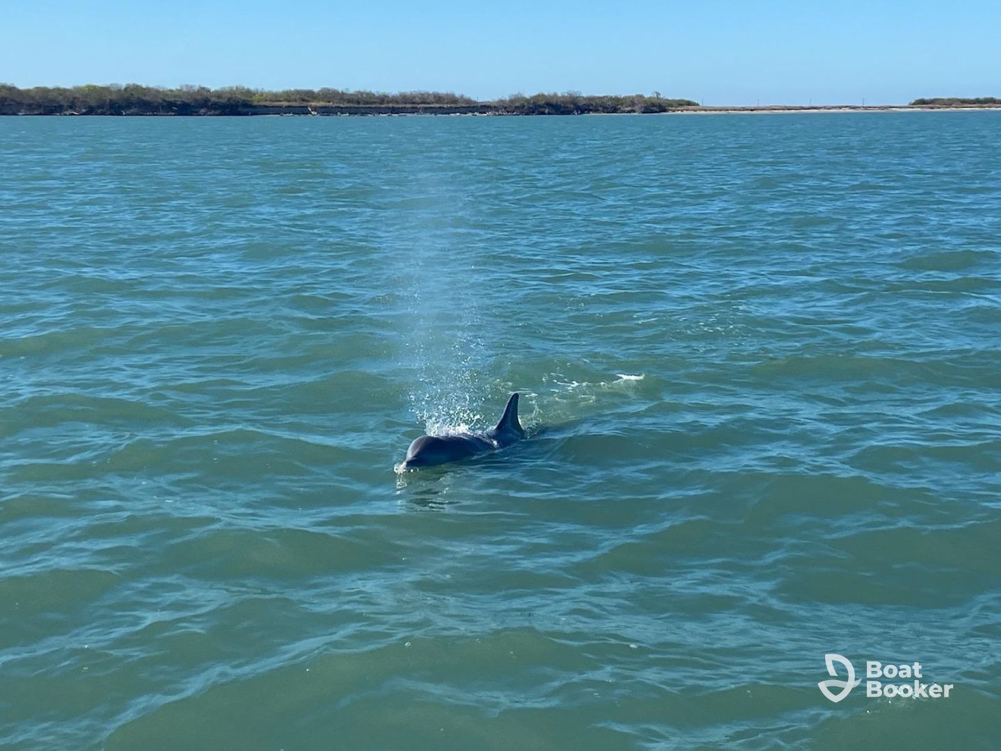 dolphins galore