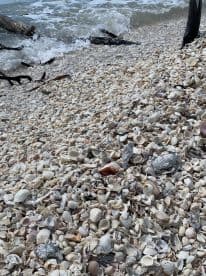 A close-up view of a beach covered in various seashells, with waves gently lapping at the shore. This serene coastal scene highlights the beauty of nature's treasures.