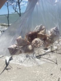 A collection of beautiful seashells gathered from the beach, showcasing the treasures found along the shoreline — perfect for beachcombing enthusiasts.