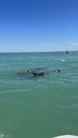A pod of dolphins swims gracefully in clear waters, showcasing the beauty of marine wildlife encounters.