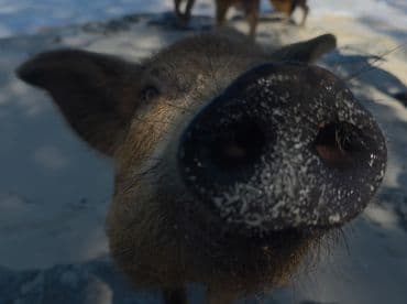 A close-up shot of a curious pig, showcasing the unique wildlife experiences available in tropical destinations.