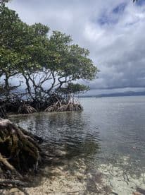 A scenic view of mangrove trees along the water's edge, showcasing the natural beauty of coastal ecosystems.