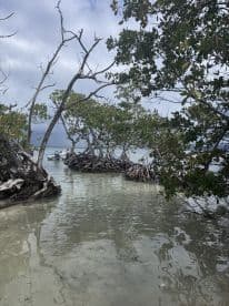 A serene view of a mangrove area leading to clear waters, perfect for exploring the natural beauty of coastal ecosystems.