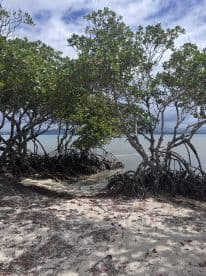 A view of mangroves along the shoreline, showcasing the natural beauty of the coastal environment.