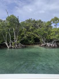 A serene view of mangroves along a clear waterway, showcasing the natural beauty of the coastline — perfect for eco tours and nature explorations.