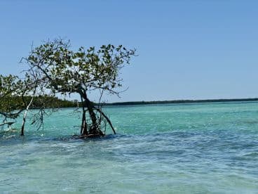 A scenic view of mangroves by the water, showcasing the natural beauty of the coastline.