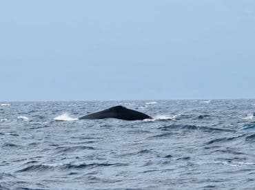 A majestic whale surfaces in the ocean, showcasing the beauty of marine life in its natural habitat — a breathtaking sight for wildlife enthusiasts.