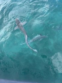 A captivating view of sharks swimming in crystal-clear waters, showcasing the beauty of marine wildlife in their natural habitat.