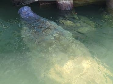 A serene view of a manatee swimming in clear waters, showcasing the beauty of marine wildlife in its natural habitat.