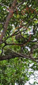 A sloth is spotted resting among the branches in a lush green environment, showcasing the unique wildlife of the region.