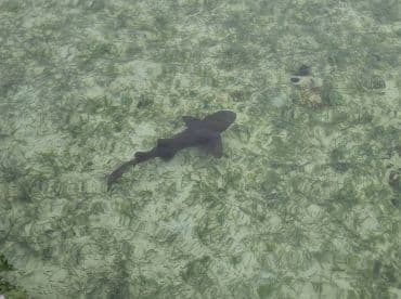 A close-up view of a shark swimming gracefully over a sandy seabed, showcasing the beauty of marine wildlife in its natural habitat.