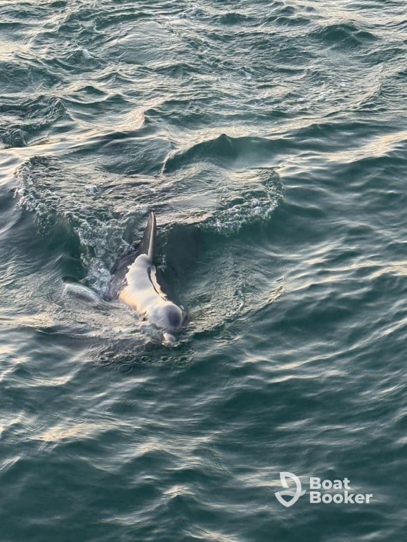 A dolphin gracefully swims through the waves, showcasing the beauty of marine wildlife in its natural habitat.