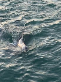 A dolphin gracefully swims through the waves, showcasing the beauty of marine wildlife in its natural habitat.