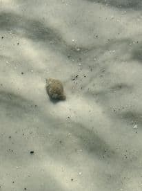 A close-up shot of a small marine creature resting on the sandy ocean floor, showcasing the beauty of underwater wildlife.