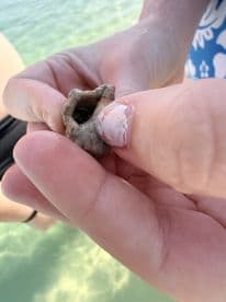 A close-up of a person holding a shell in shallow water, showcasing a unique marine find during a boating adventure.