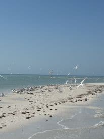 A serene beach scene featuring a flock of birds taking flight along the shoreline, capturing the beauty of nature in a tranquil coastal setting.