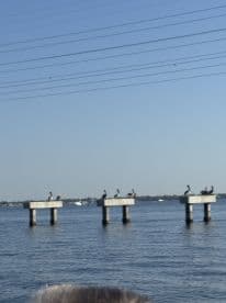 A group of pelicans perched on pilings over calm waters, showcasing the beauty of local wildlife in a serene setting.