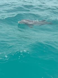 A dolphin gracefully swims through the clear turquoise waters, showcasing the beauty of marine wildlife in its natural habitat.