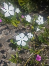 A close-up of white flowers with some pink blooms in the background, showcasing the natural beauty of the flora.