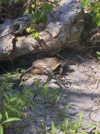 A close-up of a turtle in its natural habitat, showcasing the beauty of wildlife in serene surroundings.