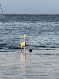 A graceful egret stands in shallow water, showcasing the serene beauty of wildlife in its natural habitat.