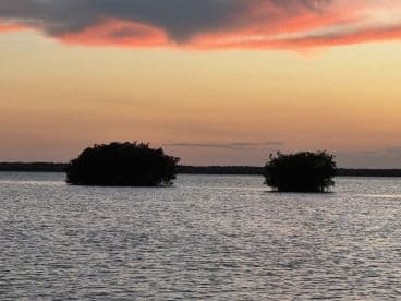 A serene sunset view over mangroves, creating a picturesque backdrop perfect for nature lovers and photographers.
