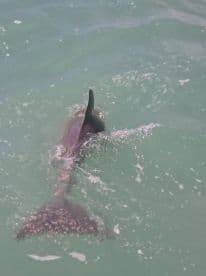 A close-up view of a dolphin swimming gracefully in clear waters, showcasing the beauty of marine wildlife.
