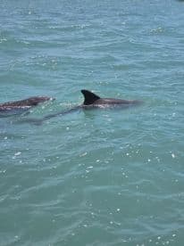 A pair of dolphins gracefully swim through the clear waters, showcasing the beauty of marine wildlife in their natural habitat.