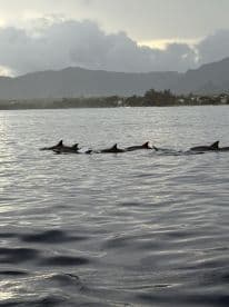 A pod of dolphins gracefully swims through the shimmering waters, set against a backdrop of mountains and cloudy skies — a captivating wildlife encounter.