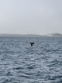 A solitary bird glides over the ocean waters, showcasing the beauty of wildlife in its natural habitat.