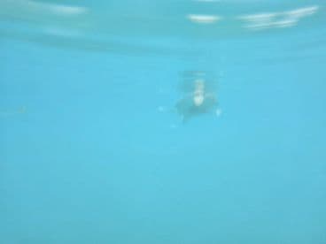 A serene underwater shot of a turtle swimming in crystal-clear waters, showcasing the beauty of marine wildlife.