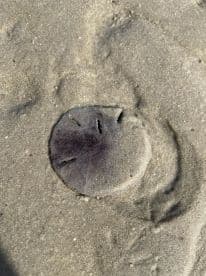 A close-up view of a stingray resting on the sandy ocean floor, showcasing the unique texture and shape of this fascinating marine creature.