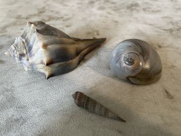 A close-up view of three different seashells displayed on a textured surface, showcasing their unique shapes and colors.