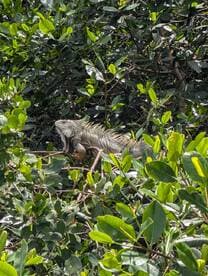 A close-up view of an iguana resting among lush greenery, showcasing the vibrant wildlife found in tropical environments.