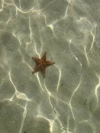 A close-up view of a starfish resting on the sandy ocean floor, showcasing the beauty of marine wildlife in its natural habitat.
