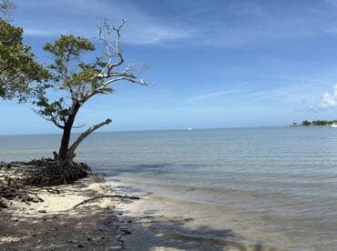 A serene coastal view featuring a tree by the water's edge, with a distant boat visible on the horizon — a tranquil scene perfect for nature lovers.