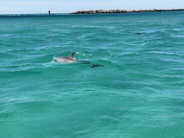 A playful dolphin swims gracefully in the clear turquoise waters, showcasing the beauty of marine wildlife in its natural habitat.