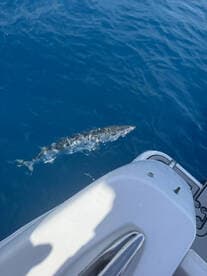 A shark swims gracefully in the clear blue waters, showcasing the beauty of marine wildlife during a boating adventure.