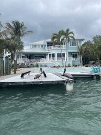 Two pelicans perch on a dock in front of a beautiful waterfront home, showcasing the serene coastal lifestyle.