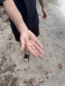 A close-up of a person holding a small crab in their hand on the beach, showcasing a unique moment of human-animal interaction in a natural setting.