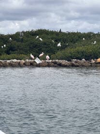 A serene scene featuring pink flamingos and white birds resting on a rocky shoreline amidst lush mangroves, showcasing the vibrant wildlife of the area.