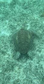 A close-up view of a turtle swimming gracefully over a sandy seabed, showcasing the beauty of marine wildlife in its natural habitat.