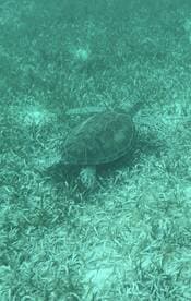 A serene underwater shot of a turtle gliding over seagrass, showcasing the beauty of marine wildlife in its natural habitat.