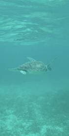 A serene underwater shot of a turtle gliding through clear waters, showcasing the beauty of marine wildlife in its natural habitat.