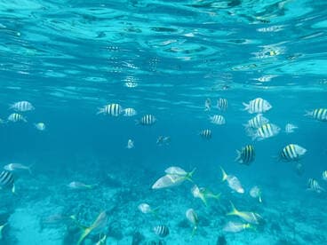 A vibrant underwater scene showcasing a school of colorful fish swimming in crystal-clear waters, perfect for snorkeling and marine wildlife enthusiasts.