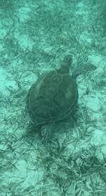 A serene underwater shot of a turtle gliding over seagrass, showcasing the beauty of marine wildlife in its natural habitat.